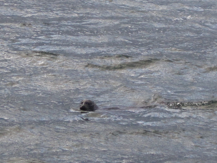 Seal's head above water
